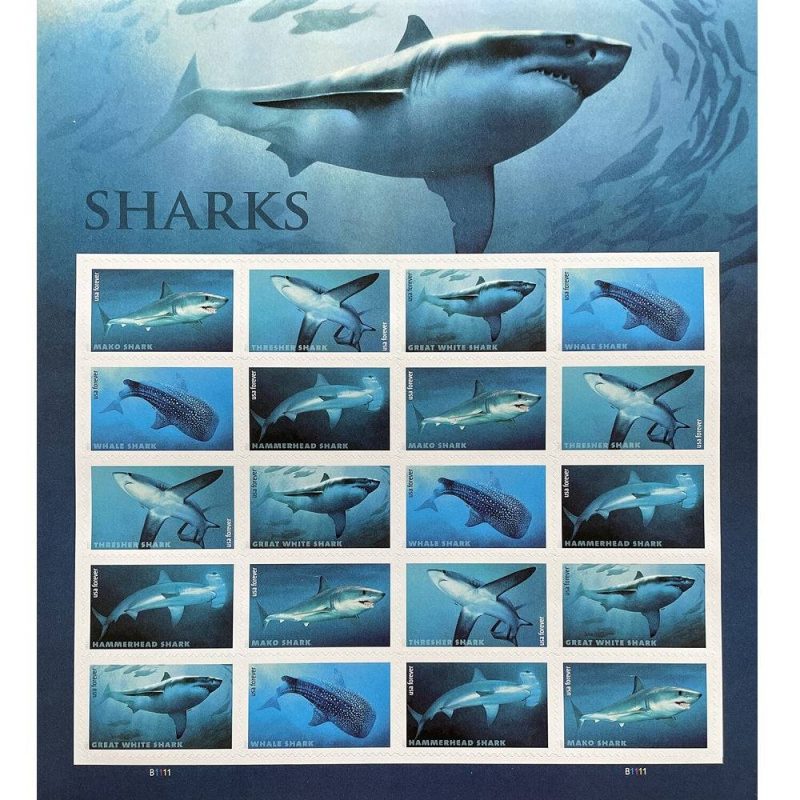 Sharks 2017 - Image 2