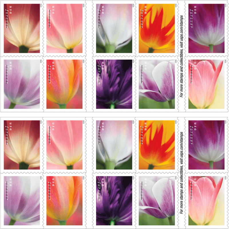 Tulip Blossoms 2023 - Image 2