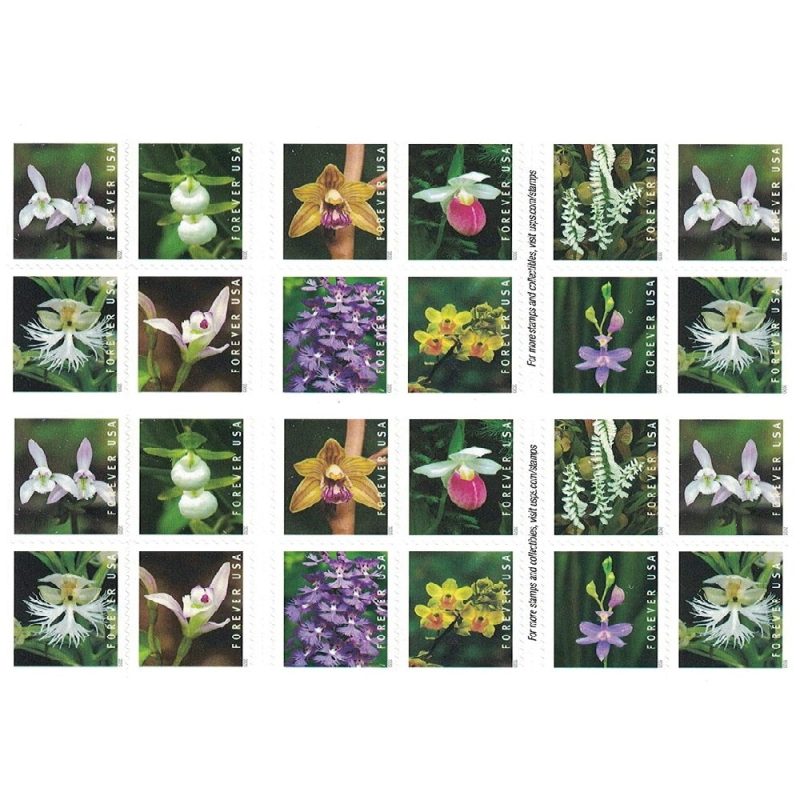 Wild Orchids 2020 - Image 2